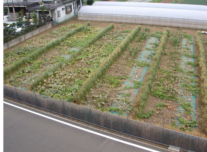 土壌消毒と再汚染－肥料高騰で土壌病害が深刻化？！